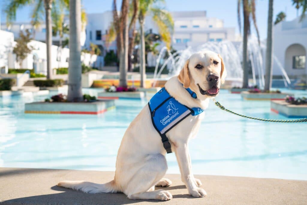 Yellow Labrador Retriever wearing a blue vest.