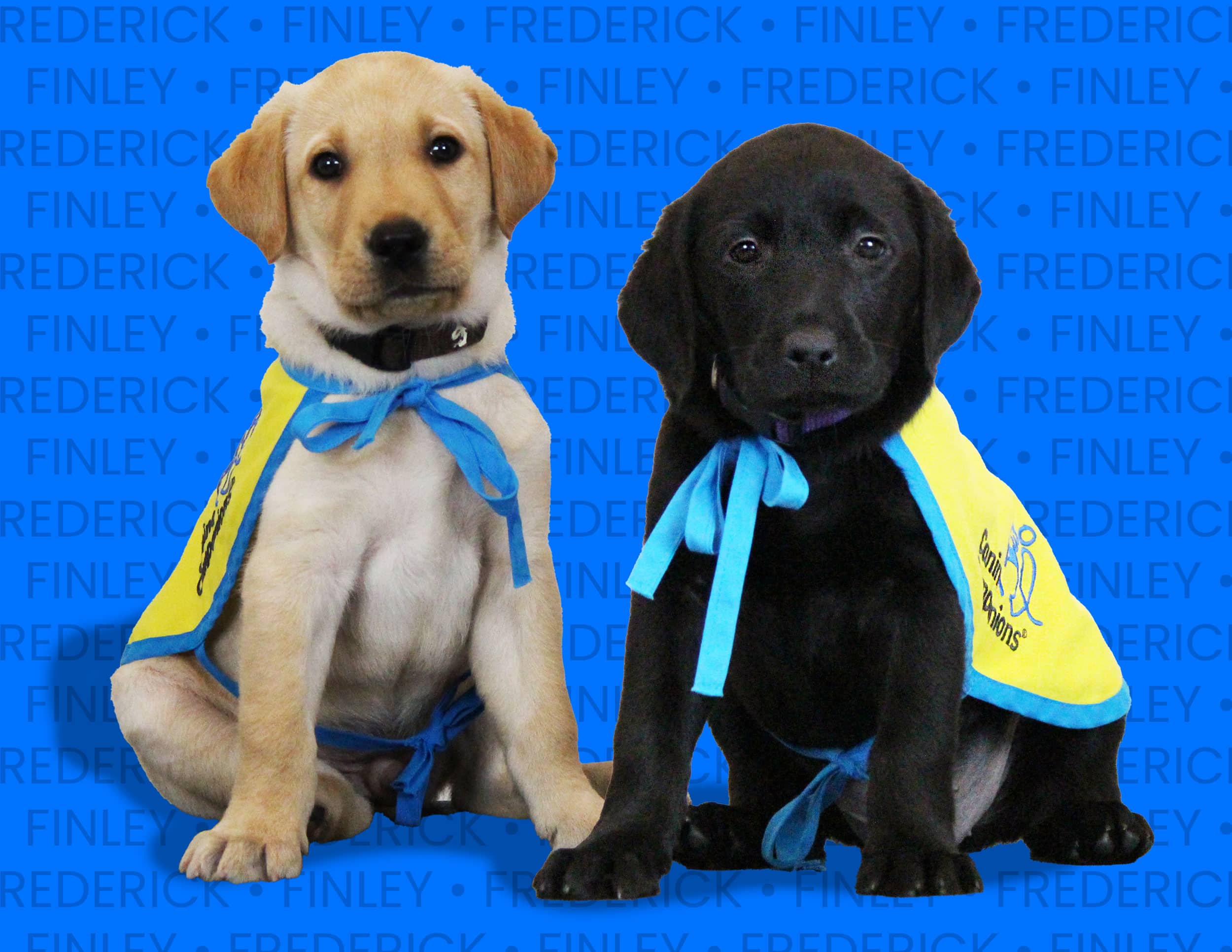 Two Labrador Retriever puppies, one yellow and one black, wearing yellow capes with blue ribbons. They are sitting side by side against a blue background with repeated names 'Finley' and 'Frederick.'