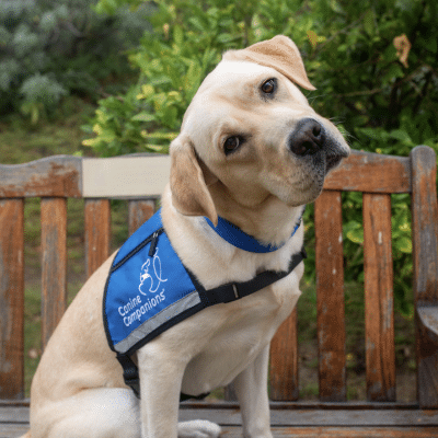 A yellow Labrador retriever sitting on a wooden bench, wearing a blue vest with the logo 'Canine Companions,' gazing curiously to the side against a backdrop of greenery.